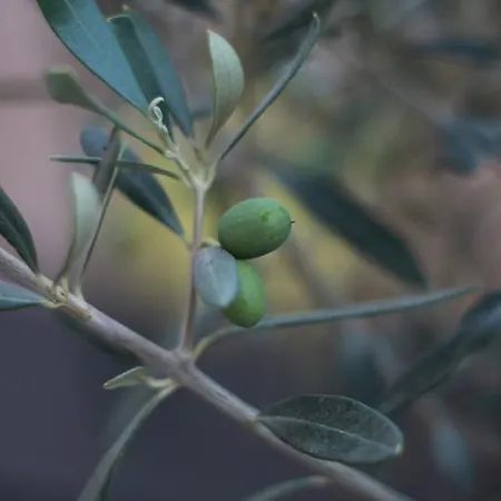 A Mandria, Avec Cuisine 30m2, Patio, Vue Montagnes Et Citadelle, 5 Minutes A Pied Du Centre Et Des Rivieres